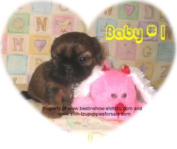 Shih Tzu Puppies for Sale